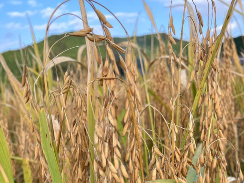 【SALE】タイ米ジャスミンライス(アジアめし用)約2kg精米済