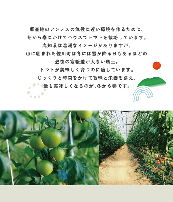 原産地のアンデスの気候に近い環境を作るために、 冬から春にかけてハウスでトマトを栽培しています。高知県は温暖なイメージがありますが、 山に囲まれた佐川町は冬には雪が降る日もあるほどの昼夜の寒暖差が大きい風土。 トマトが美味しく育つのに適しています。 じっくりと時間をかけて旨味と栄養を蓄え、 最も美味しくなるのが、冬から春です。