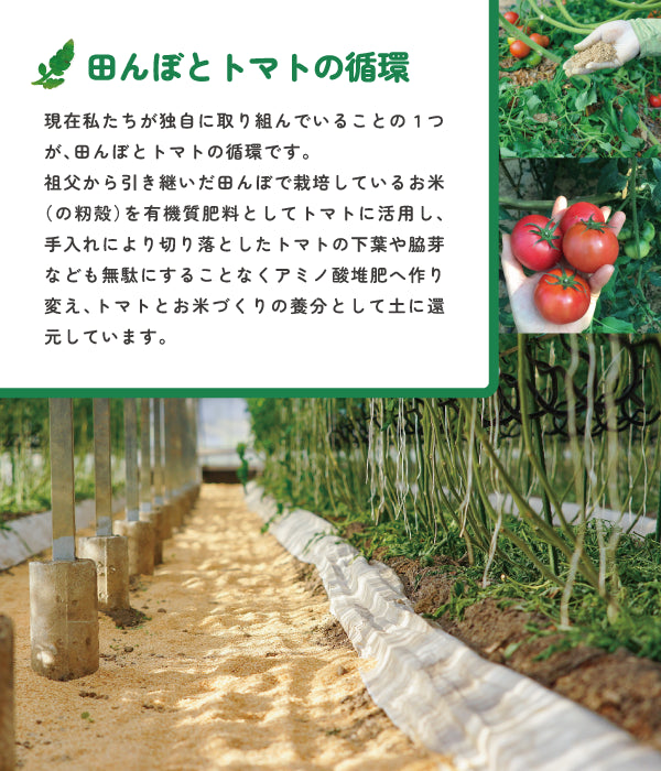現在私たちが独自に取り組んでいることの1つが、田んぼとトマトの循環です。 祖父から引き継いだ田んぼで栽培しているお米(の籾殻)を有機質肥料としてトマトに活用し、手入れにより切り落としたトマトの下葉や脇芽なども無駄にすることなくアミノ酸堆肥へ作り変え、トマトとお米づくりの養分として土に還元しています。