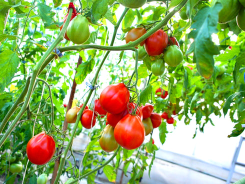 【予約】加熱用イタリアン品種☆牛の心臓3kg