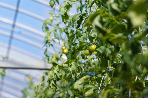 アルテトマト2箱セット☆約800g×2箱