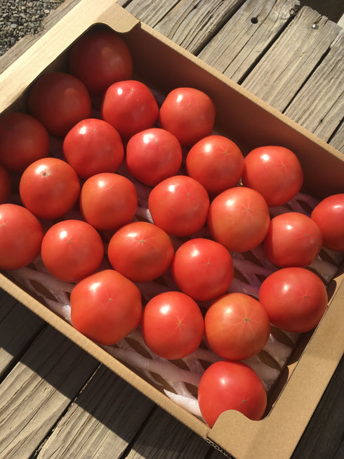 【予約】旨トマト3kg☆ジューシーで旨味あるトマト