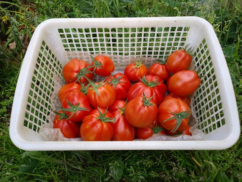 【予約】加熱用イタリアン品種☆牛の心臓3kg